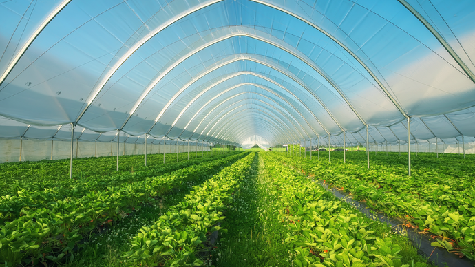 2nd Sheikh Mansour bin Zayed Agricultural Excellence Award launches