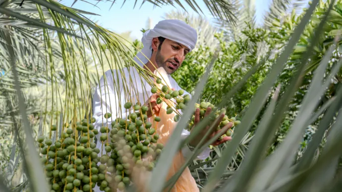 22nd Liwa Dates Festival attracts record-breaking participation and visitor numbers