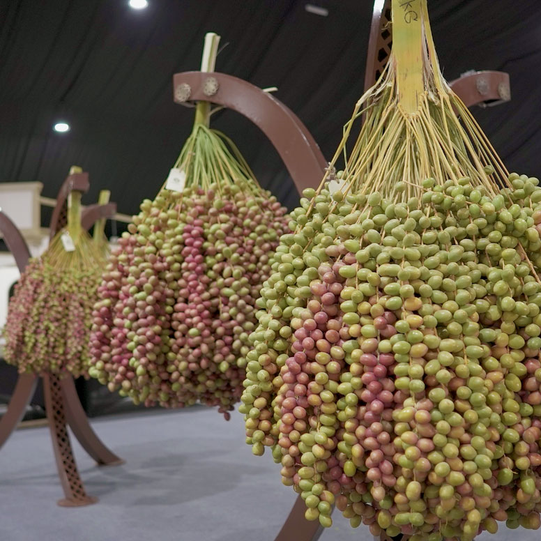 Under the patronage of Mansour bin Zayed, 20th Liwa Date Festival to ...