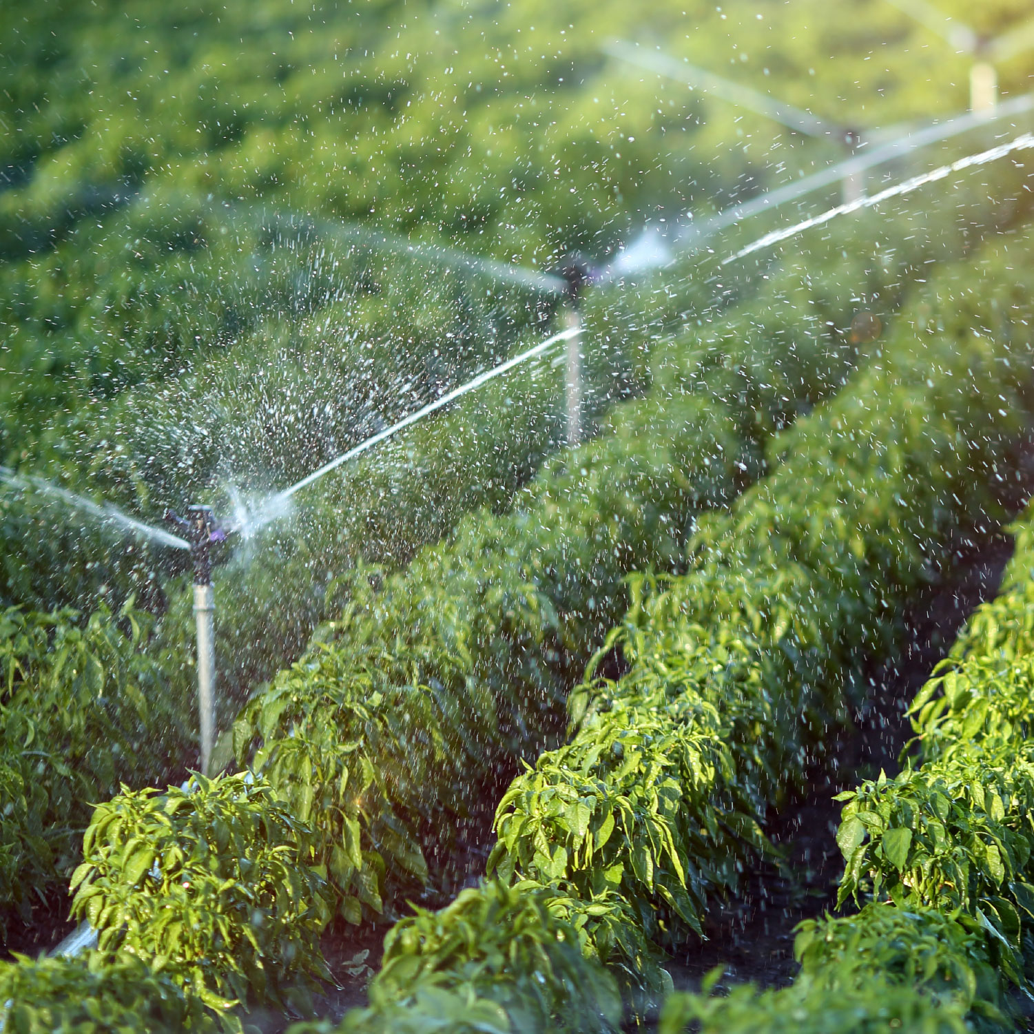 DMT Saves 12 4 Billion Gallons Of Water In 2021 Through Increased 