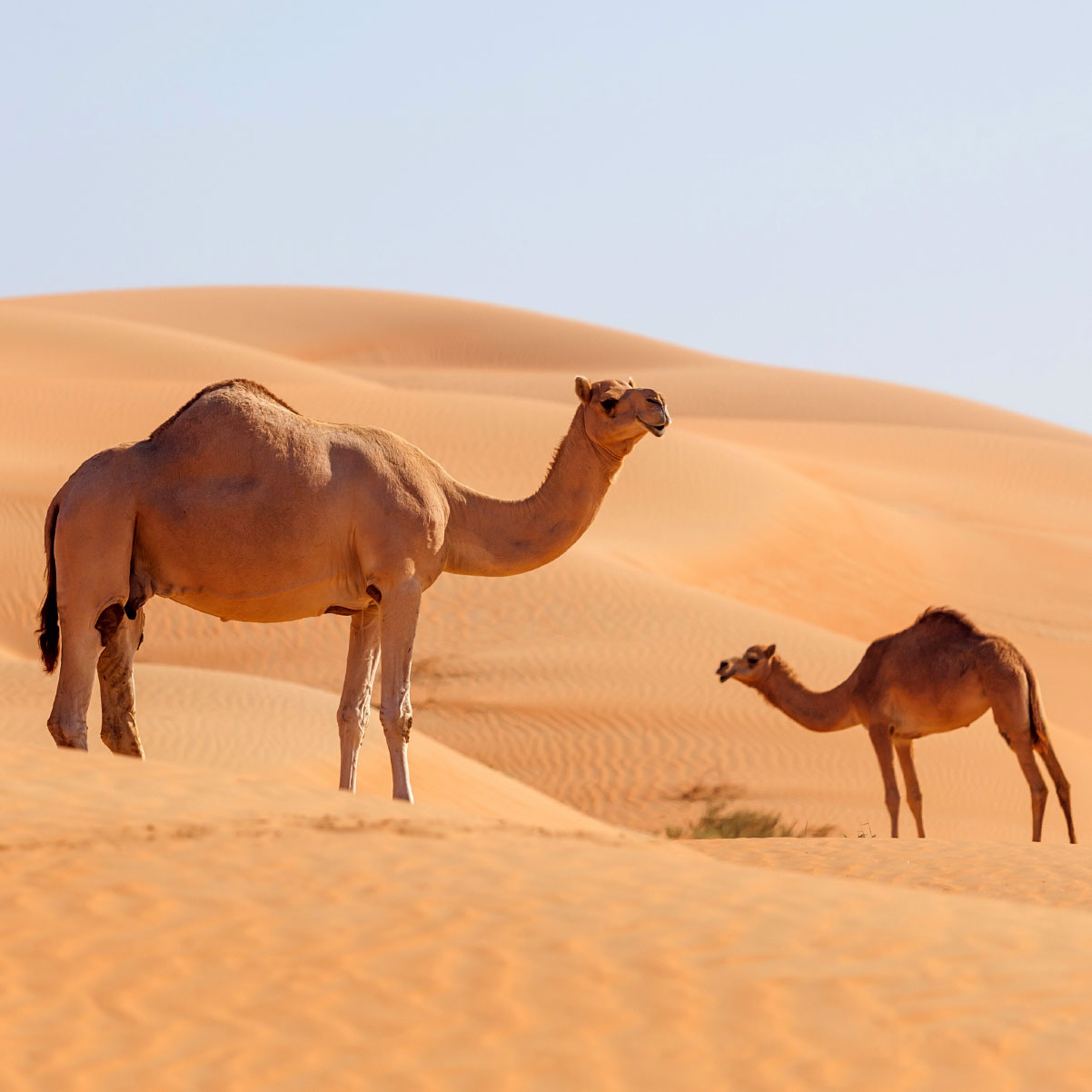 السيارات والإبل