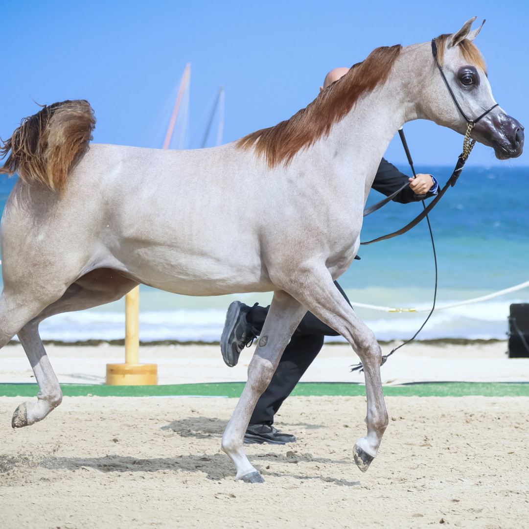 Under the patronage of Hamdan bin Zayed, Al Dhafra Arabian Horse