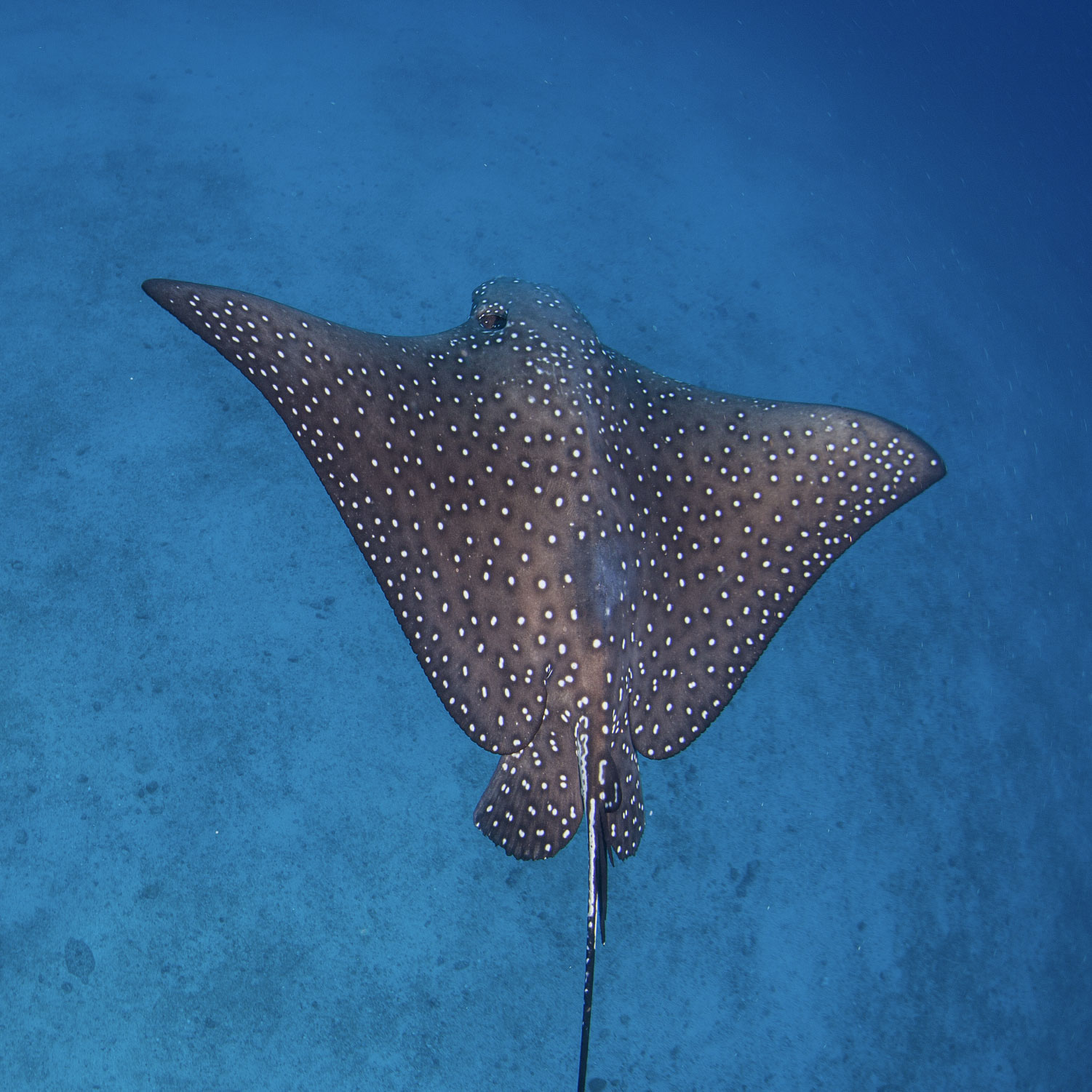 EAD Discovers New Eagle Ray Species in Abu Dhabi Waters Added to the ...