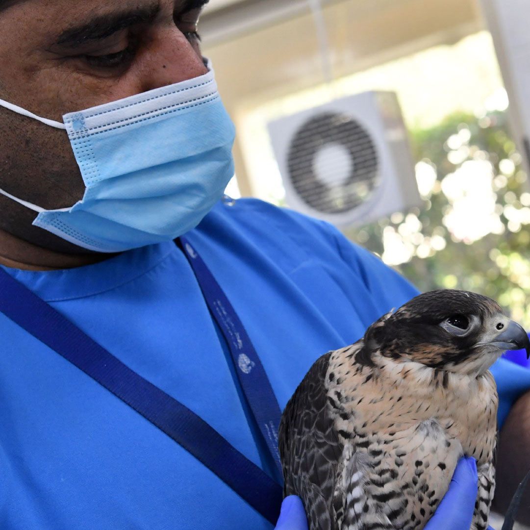 Abu Dhabi Wins Bid to Host 37th World Veterinary Association Congress