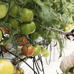 Abu Dhabi Agriculture and Food Safety Authority enhancing food security ...